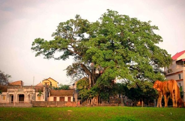 Hai cây Đa Di sản Việt Nam trong quần thể di tích lịch sử văn hóa cấp Quốc gia Đình- Đền Trâu Lỗ