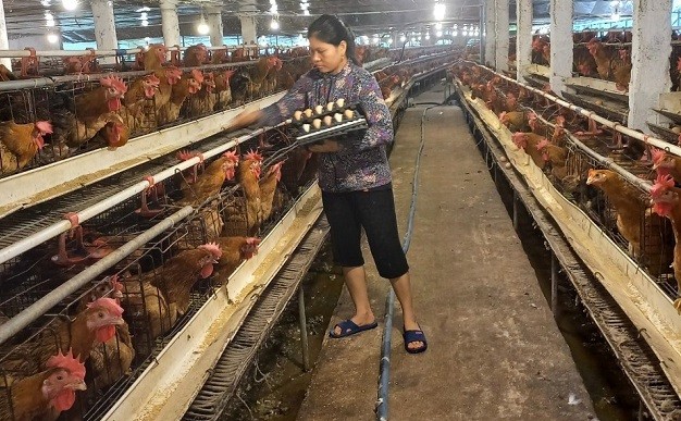 Mô hình nuôi gà đẻ kết hợp ấp nở cho thu nhập hàng tỷ đồng