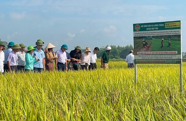Hiệu quả dự án canh tác lúa thân thiện với môi trường tại Hiệp Hòa