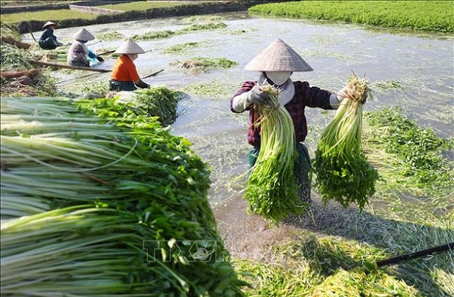 UBND huyện phê duyệt dự án trồng cây rau cần xã Hoàng Lương