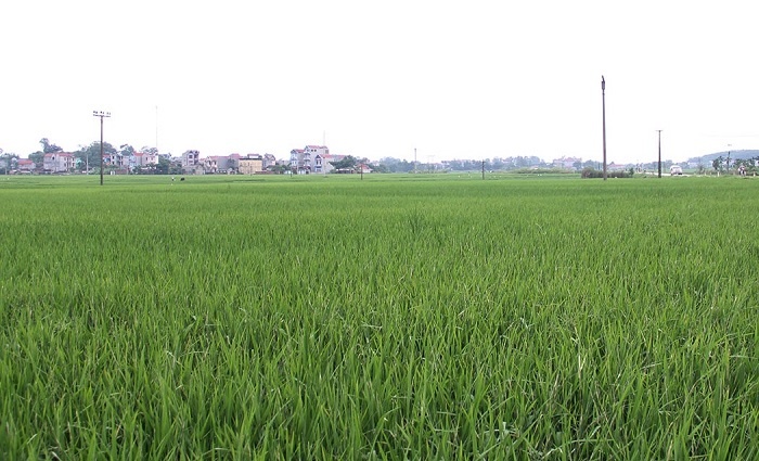 Hiệp Hoà thực hiện chuyển đổi 87,4 ha cơ cấu cây trồng trên đất trồng lúa