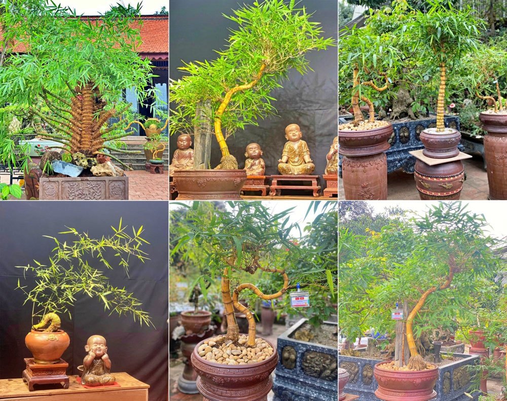 Độc đáo tre bonsai tại HTX Vườn Chum, xã Hoàng An