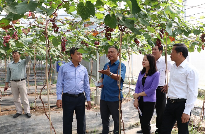 HTX Nông nghiệp Đồng Tâm 3 khẳng định thương hiệu sản xuất nông sản sạch
