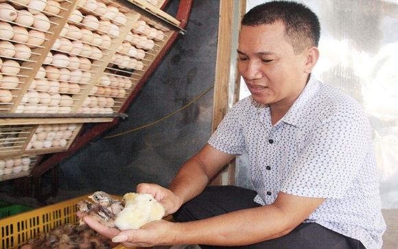 Anh Võ Văn Minh làm giàu từ nuôi gà ấp trứng khép kín	